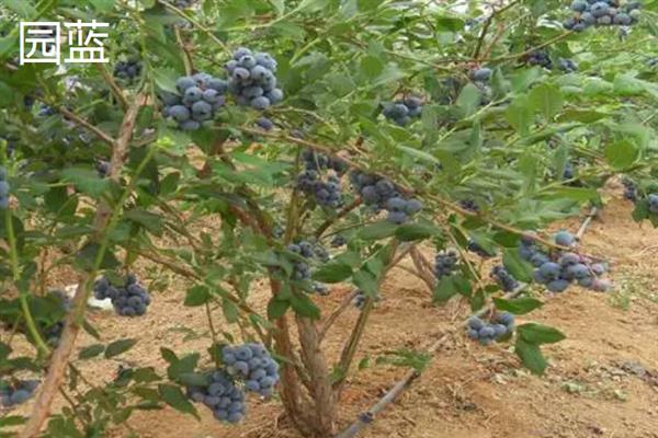 蓝莓优良品种介绍，常见的有园蓝、奥尼尔、夏普蓝等