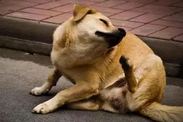 狗狗为什么患上脓皮症，可能是过敏、寄生虫过度繁殖、免疫力低等因素造成