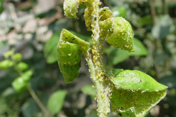 万代兰常见的虫害及防治方法，常见的有蚧壳虫、粉虱等