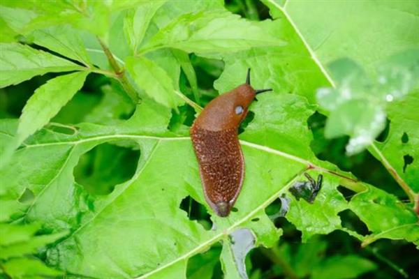 万代兰常见的虫害及防治方法，常见的有蚧壳虫、粉虱等