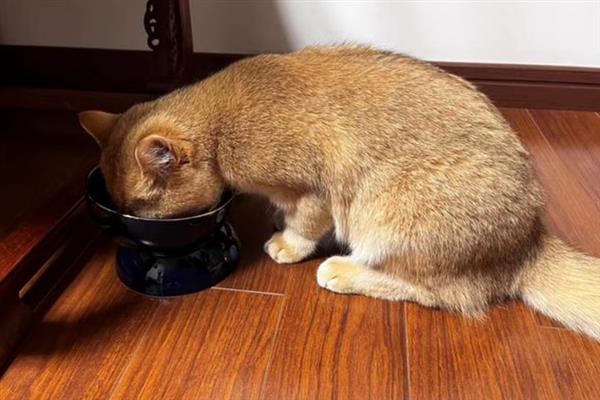 猫咪怀孕的症状，受孕20多天后一般食欲会大增