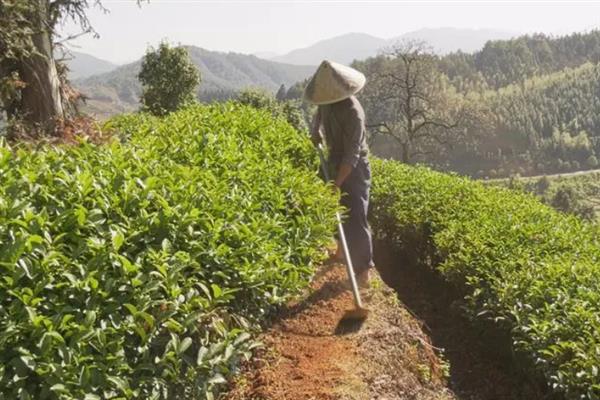 茶树的嫁接改良方法，需选择抗性强、长势好、经济效益高的品种作为接穗