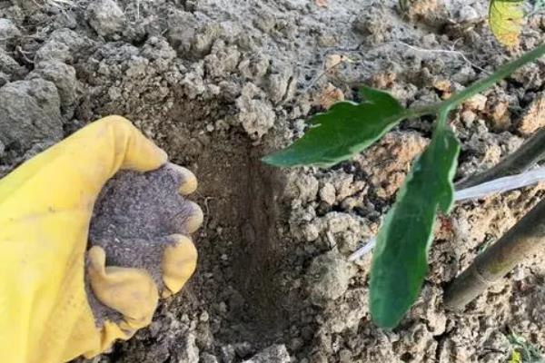 种红薯适合用哪种肥料，每个时期使用的肥料不同