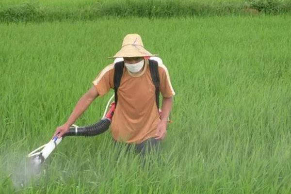 2甲双氟可以除什么草，可有效防除播娘蒿、荠菜等杂草