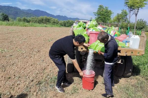 油葵一亩地需要几斤种子，一亩地大约需要1斤左右的种子