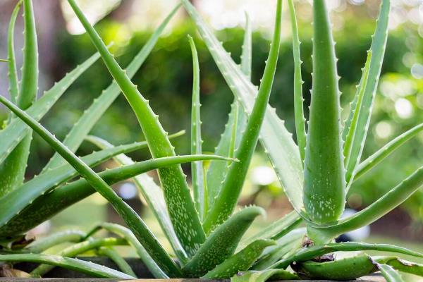 哪些盆栽植物耐旱又好成活，包括芦荟、橡皮树、龙舌兰等品种