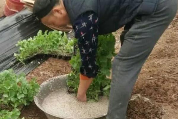 药剂蘸根和生物菌剂蘸根哪个效果好，后者效果好