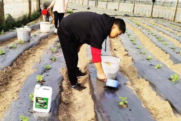 药剂蘸根和生物菌剂蘸根哪个效果好，后者效果好