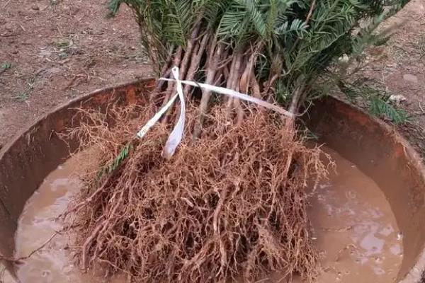 药剂蘸根和生物菌剂蘸根哪个效果好，后者效果好