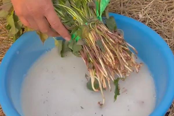 药剂蘸根和生物菌剂蘸根哪个效果好，后者效果好