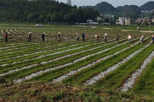 薏米怎么管理，株高达到6-7厘米时要中耕除草