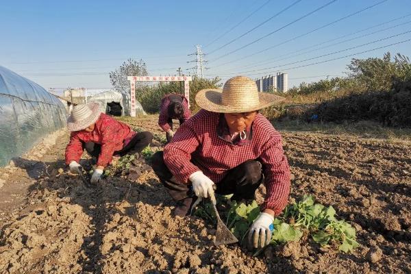 波菜籽如何催芽，将种子晾晒两天后放入冷水中浸泡半天