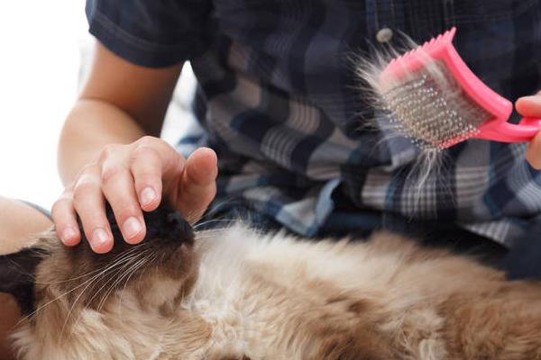 猫毛黄的原因，营养不良、洗澡频繁等都会导致