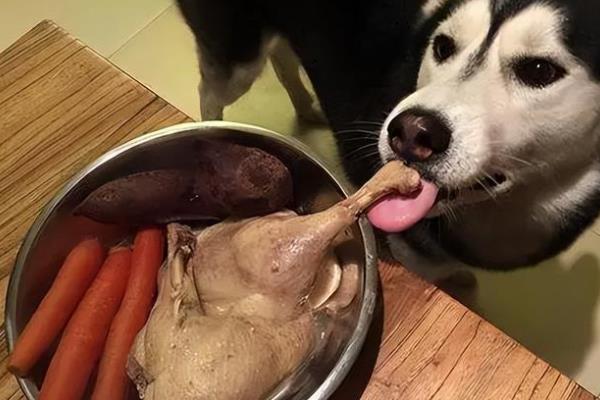 狗总是吃不饱的原因，可能是饮食问题或库欣病等导致的