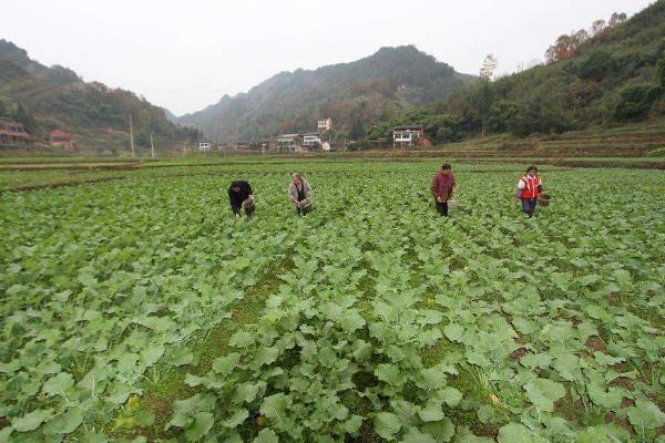 油菜十一月份播种行吗，可以在11月份播种