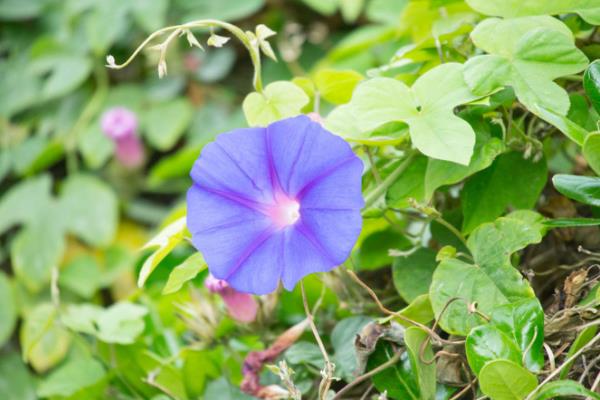 牵牛花为什么不开花，可能是土壤不适合或施肥不当等