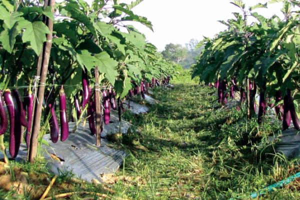 茄子什么时候播种，播种期是由定植期和育苗苗龄决定的