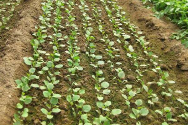 茄子什么时候播种，播种期是由定植期和育苗苗龄决定的