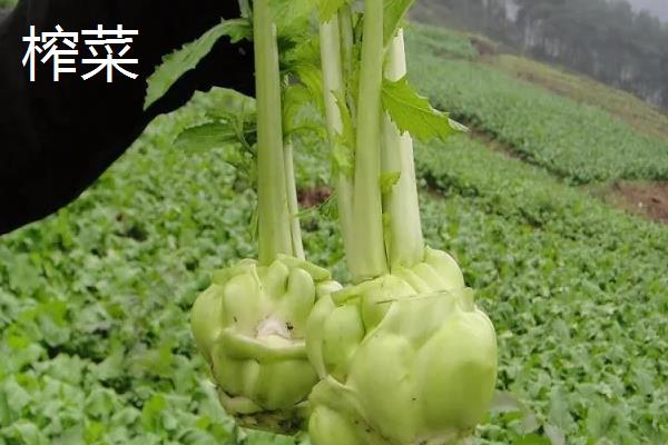 儿菜是不是榨菜，儿菜并不是榨菜