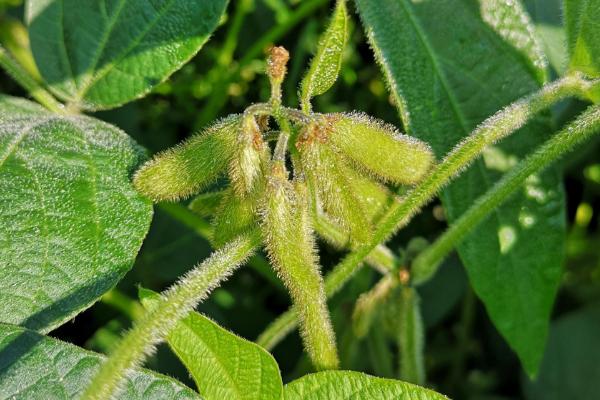 吉大A47大豆种子简介，注意防治大豆蚜虫