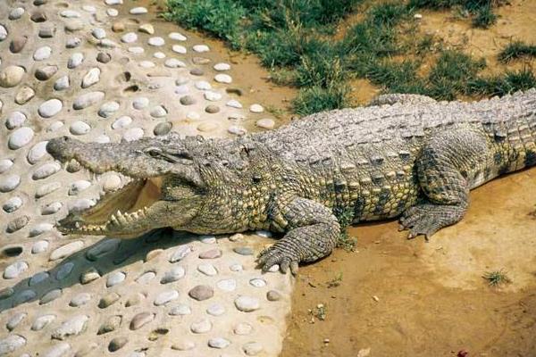 扬子鳄的现存数量，野生扬子鳄只有130-150条