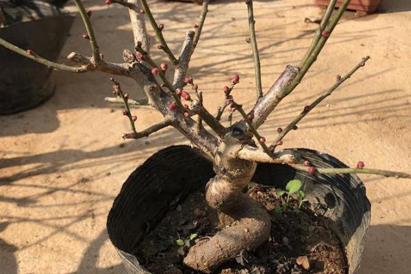 如何让梅花在元旦开花，控制温度非常关键