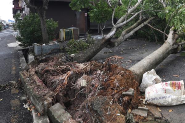 新植千头椿死亡原因，可能是土壤粘重、种植过深等