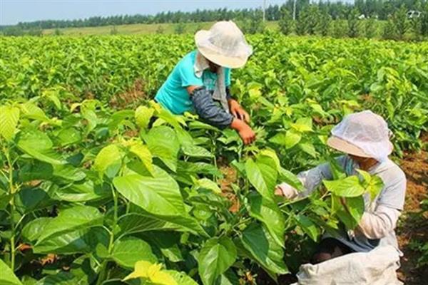 夜蛾类的害虫如何防治，可利用性诱剂和杀虫灯诱杀成虫