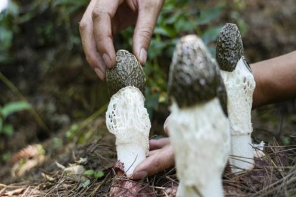 竹荪的产地，广泛分布于福建、云南、四川、贵州等地