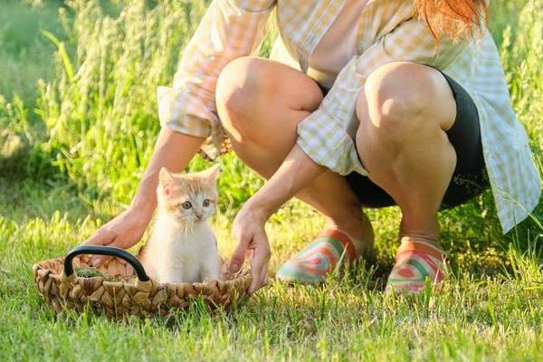 猫咪一直吃不饱的原因，可能是有寄生虫或患有某些疾病等