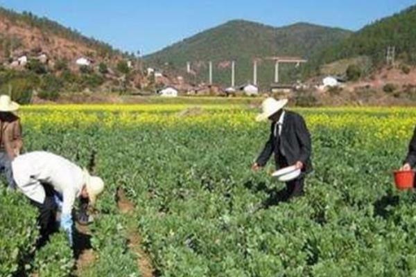 蚕豆开花不结果的原因，可能是生长过旺、温度过低等因素造成