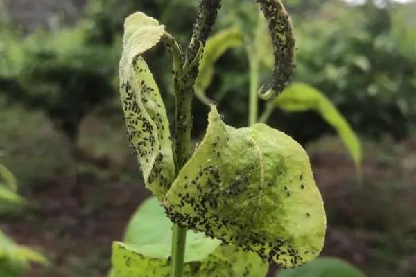 欧李如何种植，种植时间通常要在落叶后进行