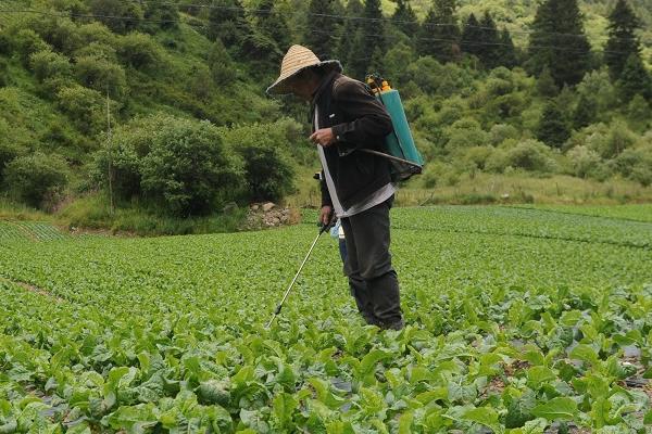 莴笋长到多久能摘叶，春季栽种的5月份便可摘叶