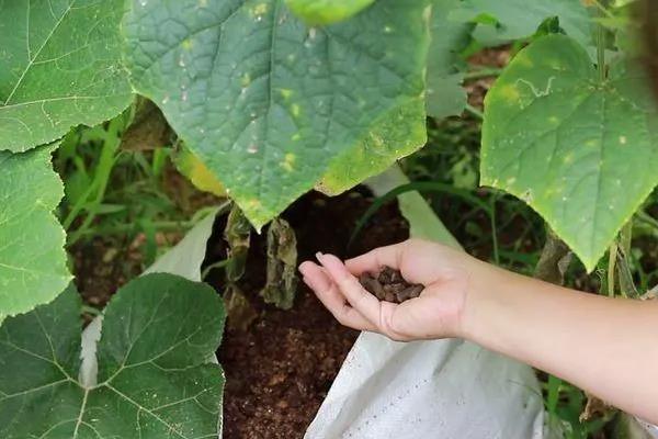 黄瓜怎么种植，用温水浸种催芽后再均匀播撒