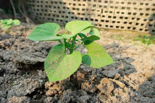 豆角开花不结果如何处理，如果是水分不足则需要及时浇水