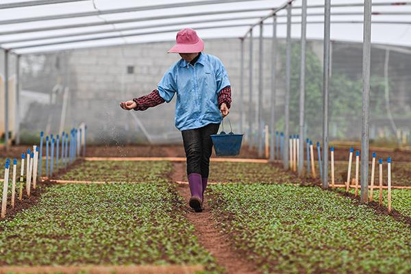 甜菜苗腐病施肥防治方法，发现病株及时拔除