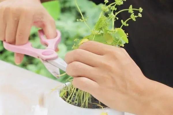 风水植物有哪些，常见的有富贵竹、虎皮兰等