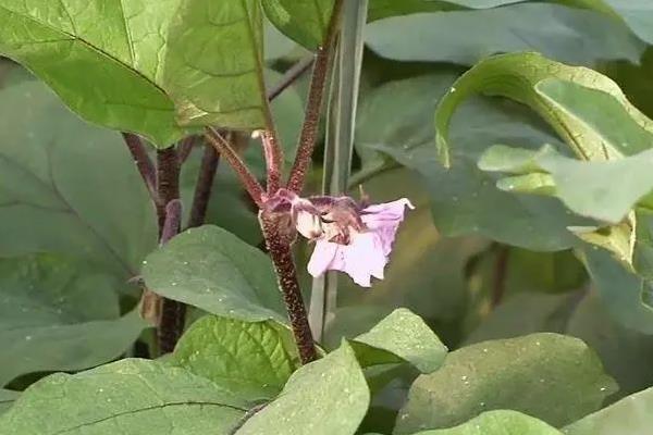 夏天给大棚降温的方法，可采取遮阳、通风、喷淋等措施