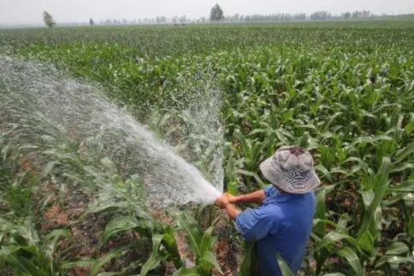 玉米两次控旺的方法，7-8叶期、10-11叶期分别打一次控旺药