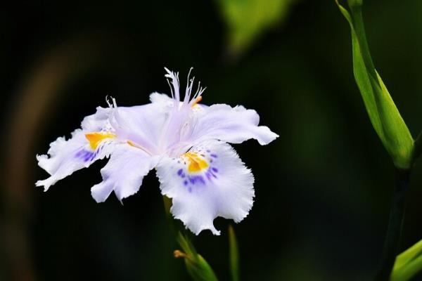 蝴蝶花的养殖方法，将温度控制在10-20℃之间