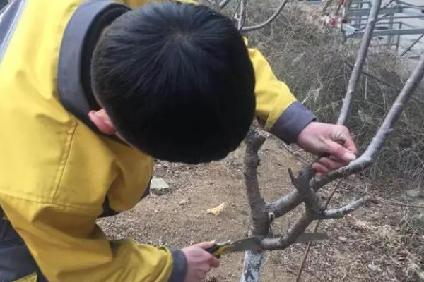 樱花的耐寒温度，耐寒最低零下二十度