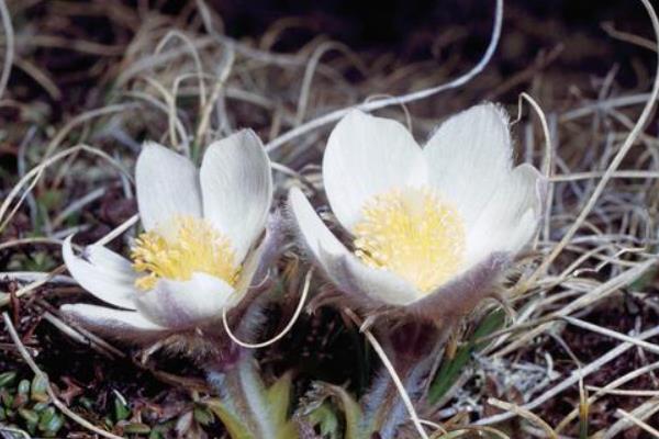 什么花会在冬天开，有白兰花、虎刺梅、雪莲花等