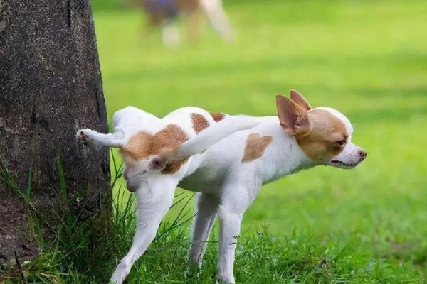 狗狗尿得慢的原因，尿道结石、尿道感染等均会导致