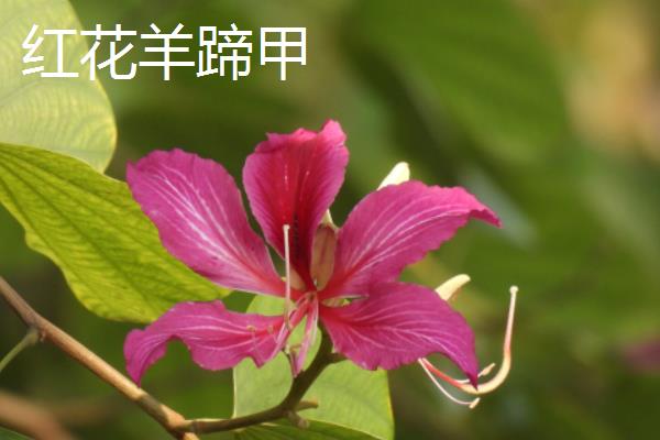 立冬代表的植物有哪些，有梅花、山茶花等