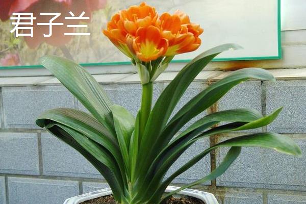 立冬代表的植物有哪些，有梅花、山茶花等