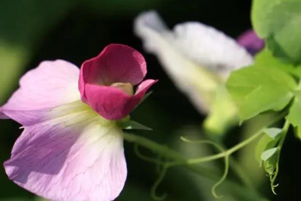 闭花授粉的含义，是指同一个花蕾中的雌花与雄花在开放前便已完成授粉