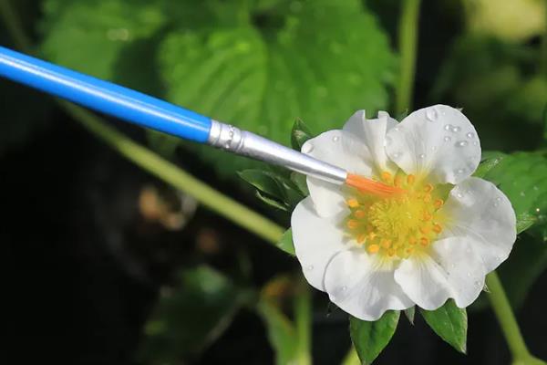 闭花授粉的含义，是指同一个花蕾中的雌花与雄花在开放前便已完成授粉