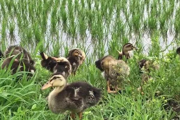 鸭子直接喂大米行吗，取决于鸭子的大小