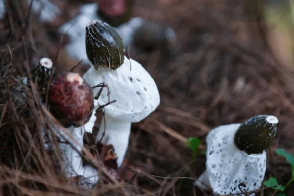 八大山珍是指什么，是指竹荪、银耳、花菇等