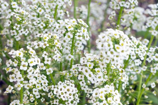 哪些花适合送给朋友，满天星、波斯菊、勿忘我等品种可供选择